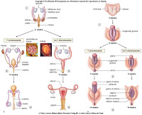 biology differentiation genetic marker reproductive sex biology differentiation genetic marker reproductive sex